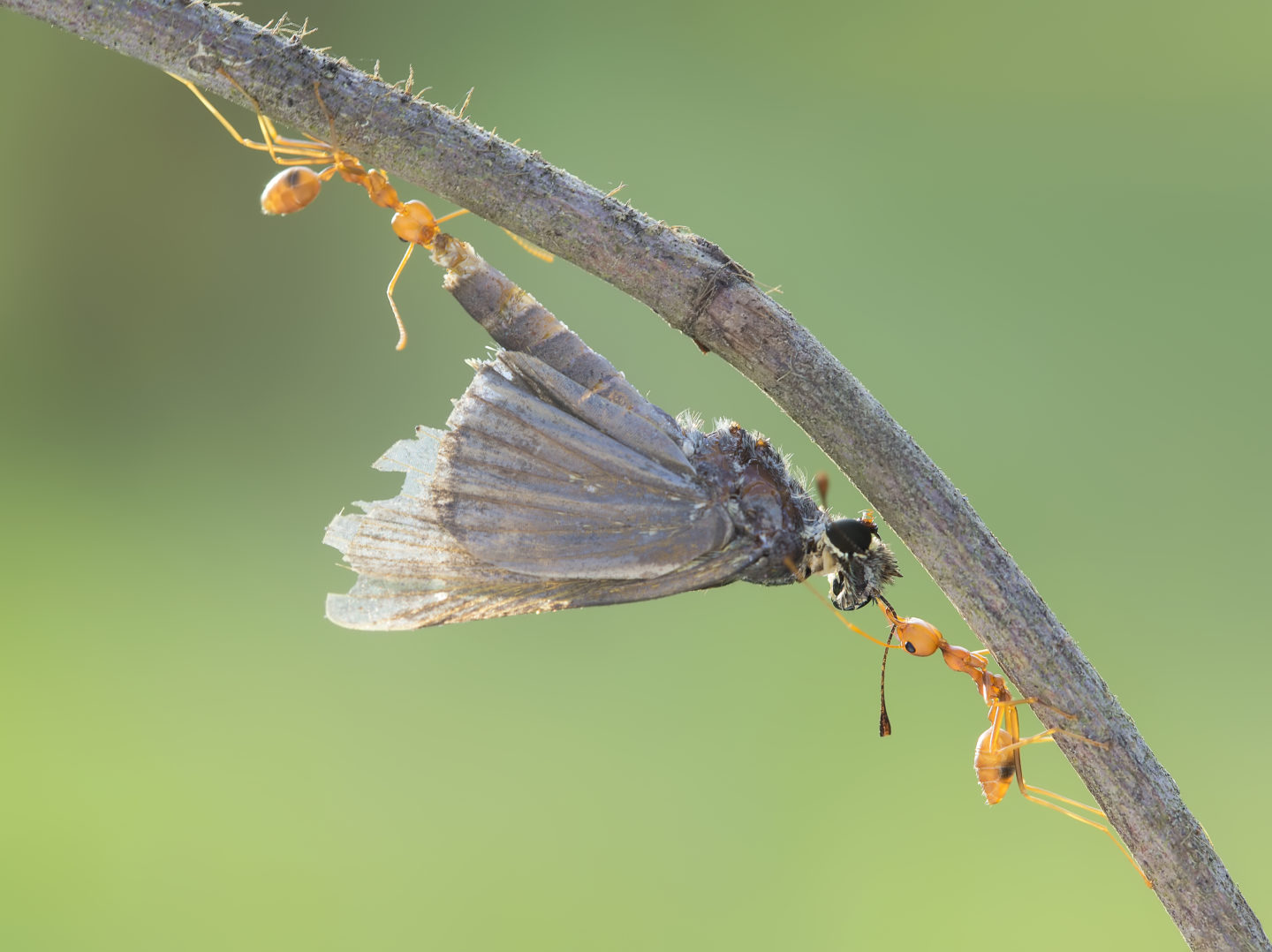 Two weaver ants work together in a team to carry a captured dragonfly