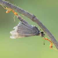 Two weaver ants work together in a team to carry a captured dragonfly