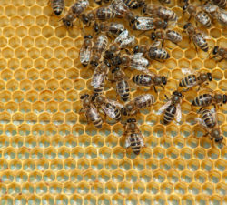 Flexible working - home working - worker bees