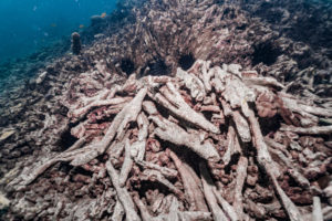 Dead coral