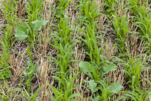 cover crop