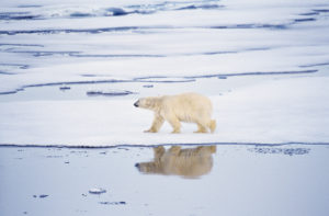 Polar bear