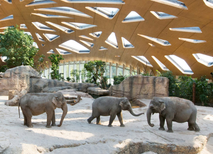 The Asian elephants in their state-of-the-art enclosure. Work is also being undertaken to protect the animals in Thailand, where they are at risk of being poisoned by farmers