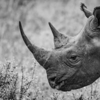 blackand white image of rhino