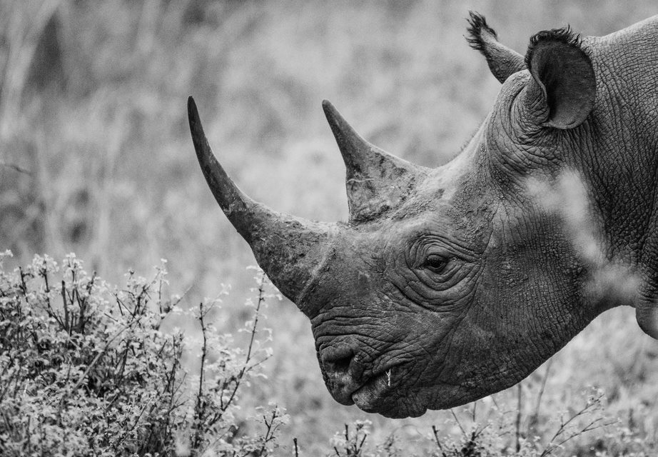 blackand white image of rhino