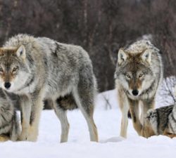 leadership, which wolf are you feeding