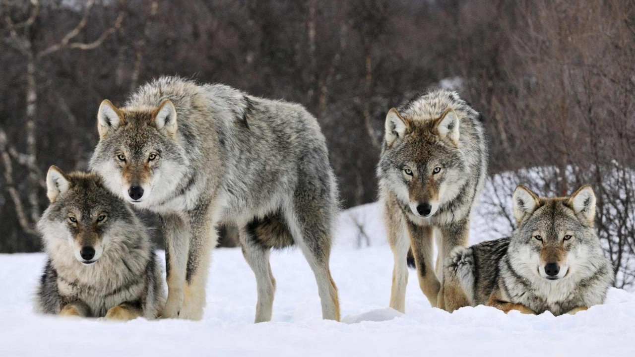 leadership, which wolf are you feeding