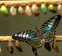butterfly and pupae