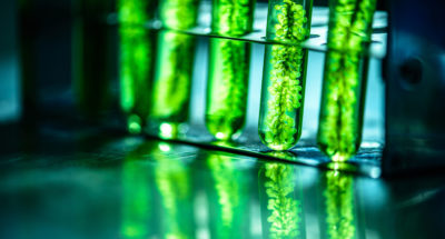 Photobioreactor in lab algae fuel biofuel industry. Algae fuel o microalgae
