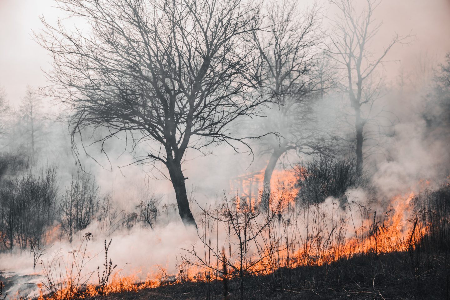 environmental disaster wild fire