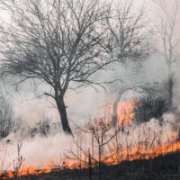 environmental disaster wild fire