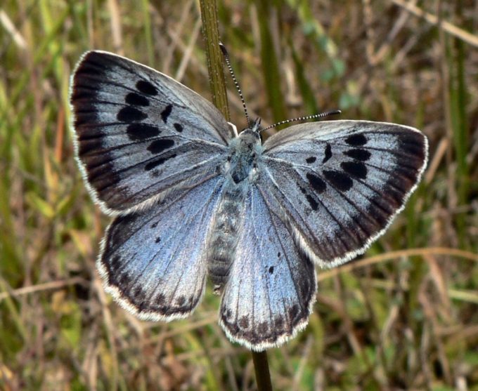 Why there can be no net-zero without protecting nature