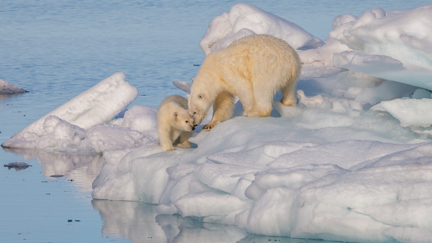 Polar bear climate change