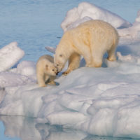 Polar bear climate change