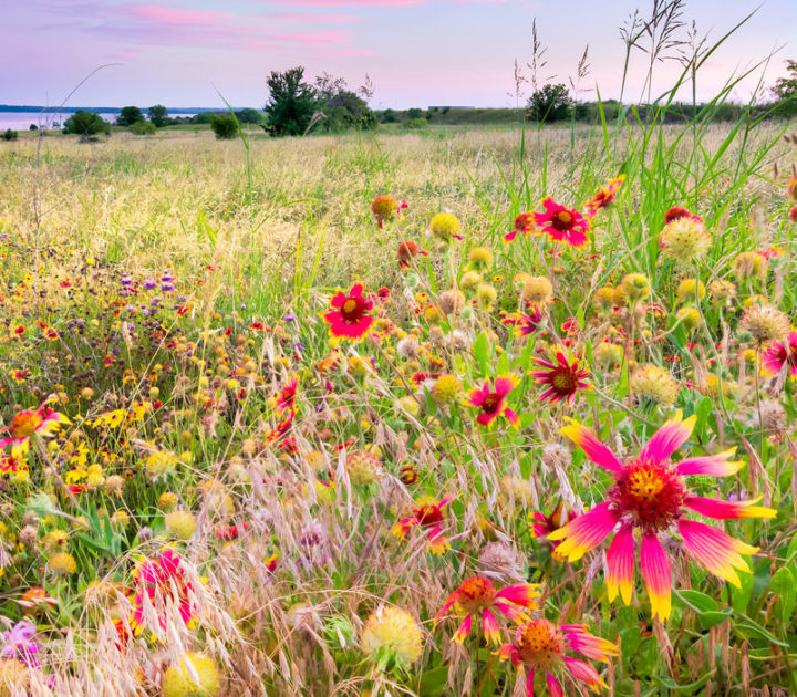 Create “wildflower” conditions at work to bridge the gender gap