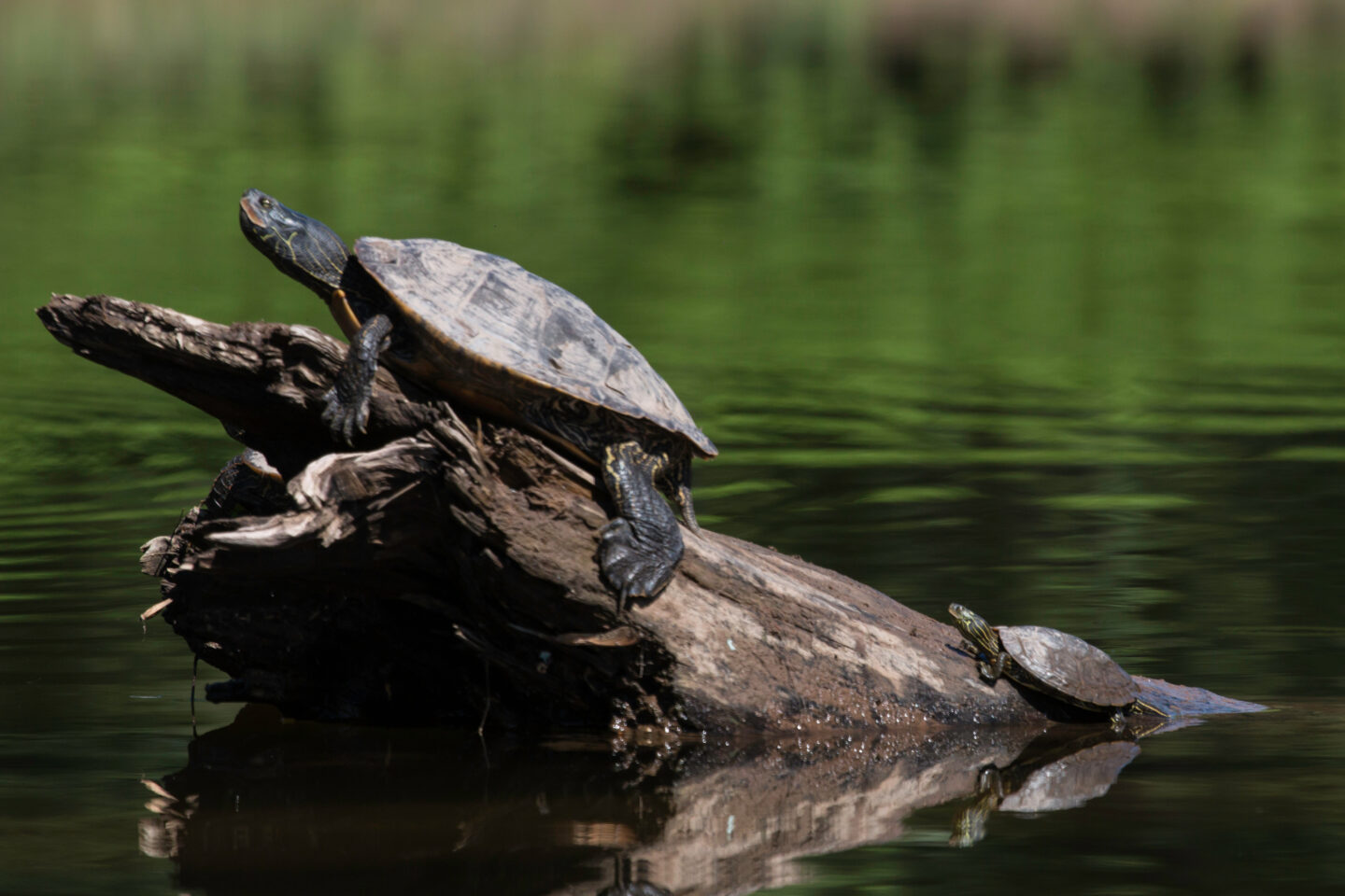 Biodiversity turtles