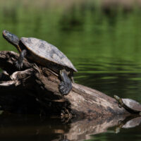 Biodiversity turtles