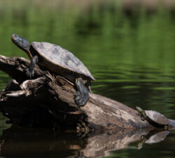 Biodiversity turtles