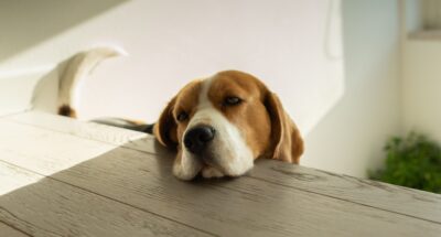 leonardo-baldissara-G4ziHhpaWJ4-unsplash