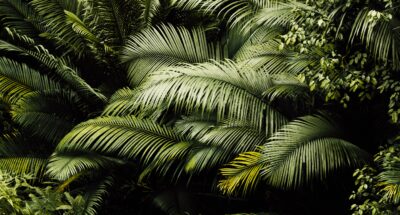 krystal-ng-jRp60R7ogNQ-unsplash jungle