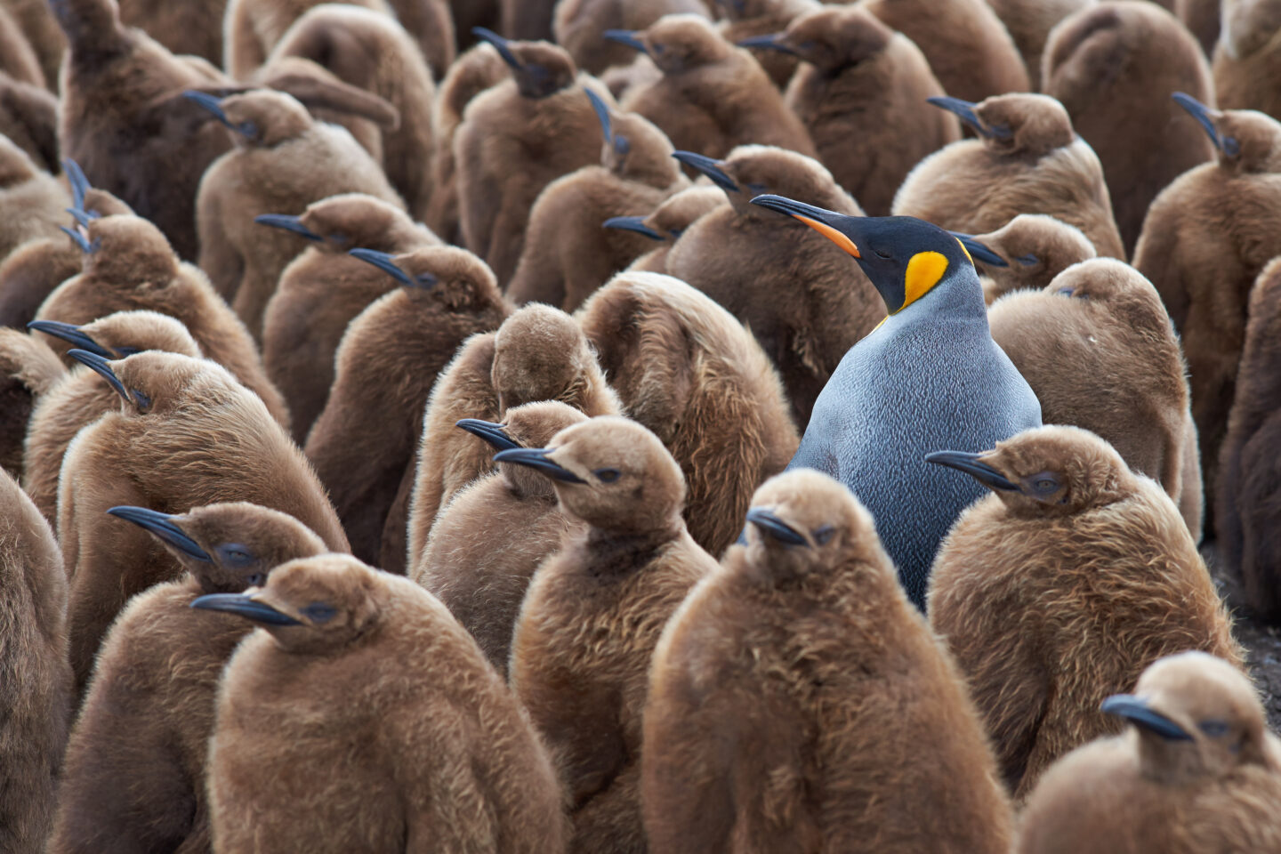 Penguins leadership skills