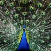 Peacock leader narcissistic