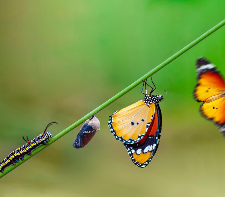 From caterpillar to butterfly: Three steps to transition from entrepreneur to investor