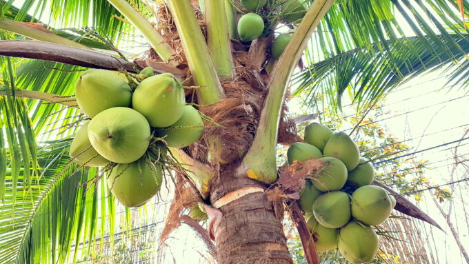 Sustainable sweeteners from the nectar of the coconut tree