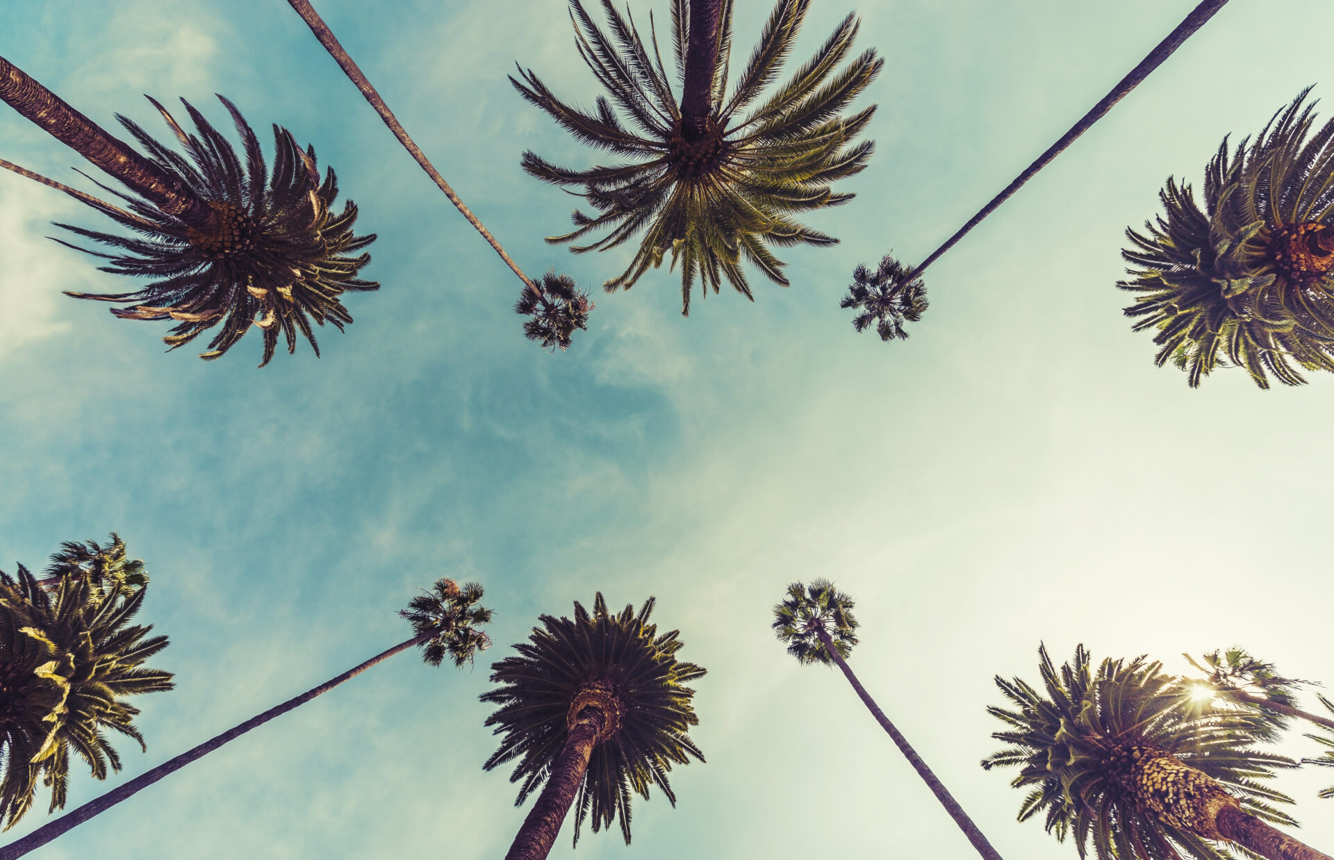 Hollywood palm trees