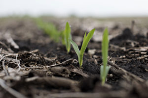Syngenta AG Golden Harvest brand hybrid seed corn seedlings grow in a field - IMD Business School - IMD Business School
