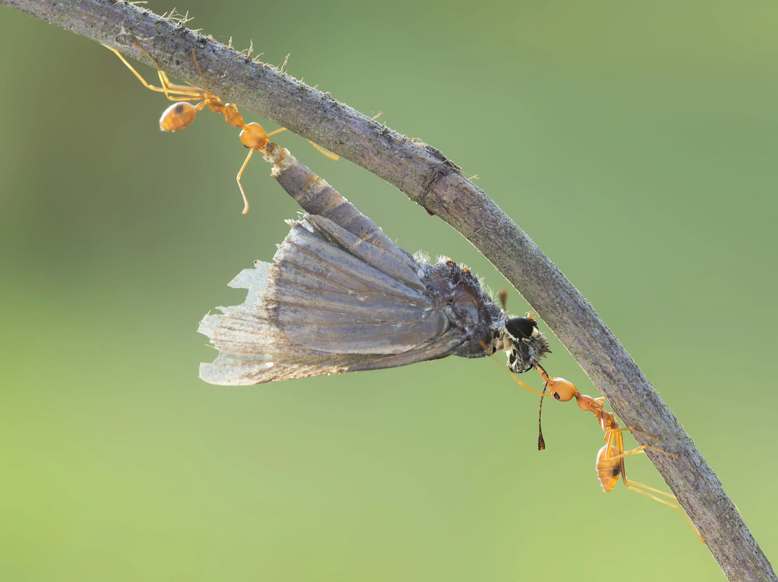 Four key reasons why some teams outperform their peers - IbyIMD -