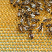 Flexible working - home working - worker bees