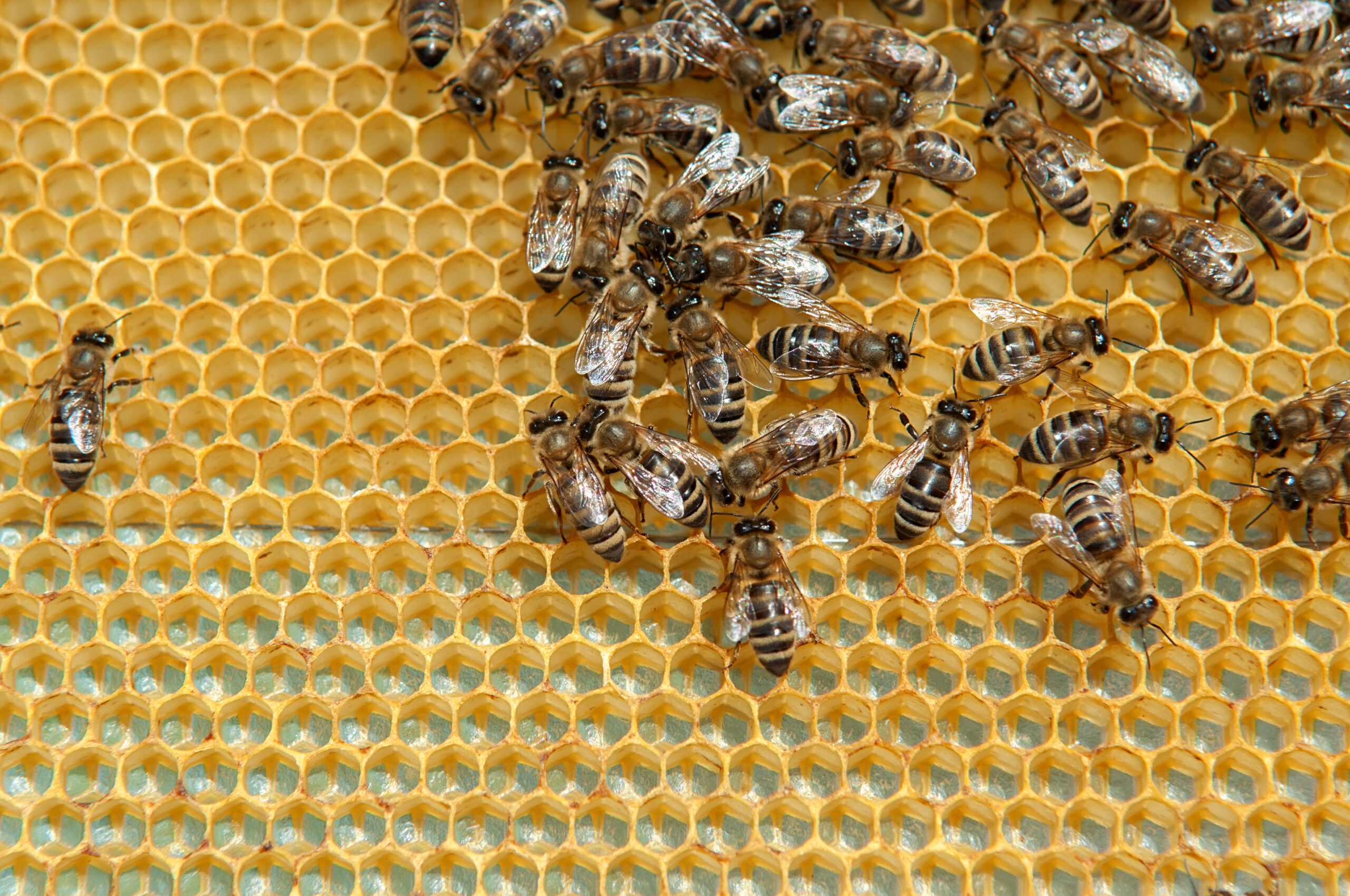 Flexible working - home working - worker bees