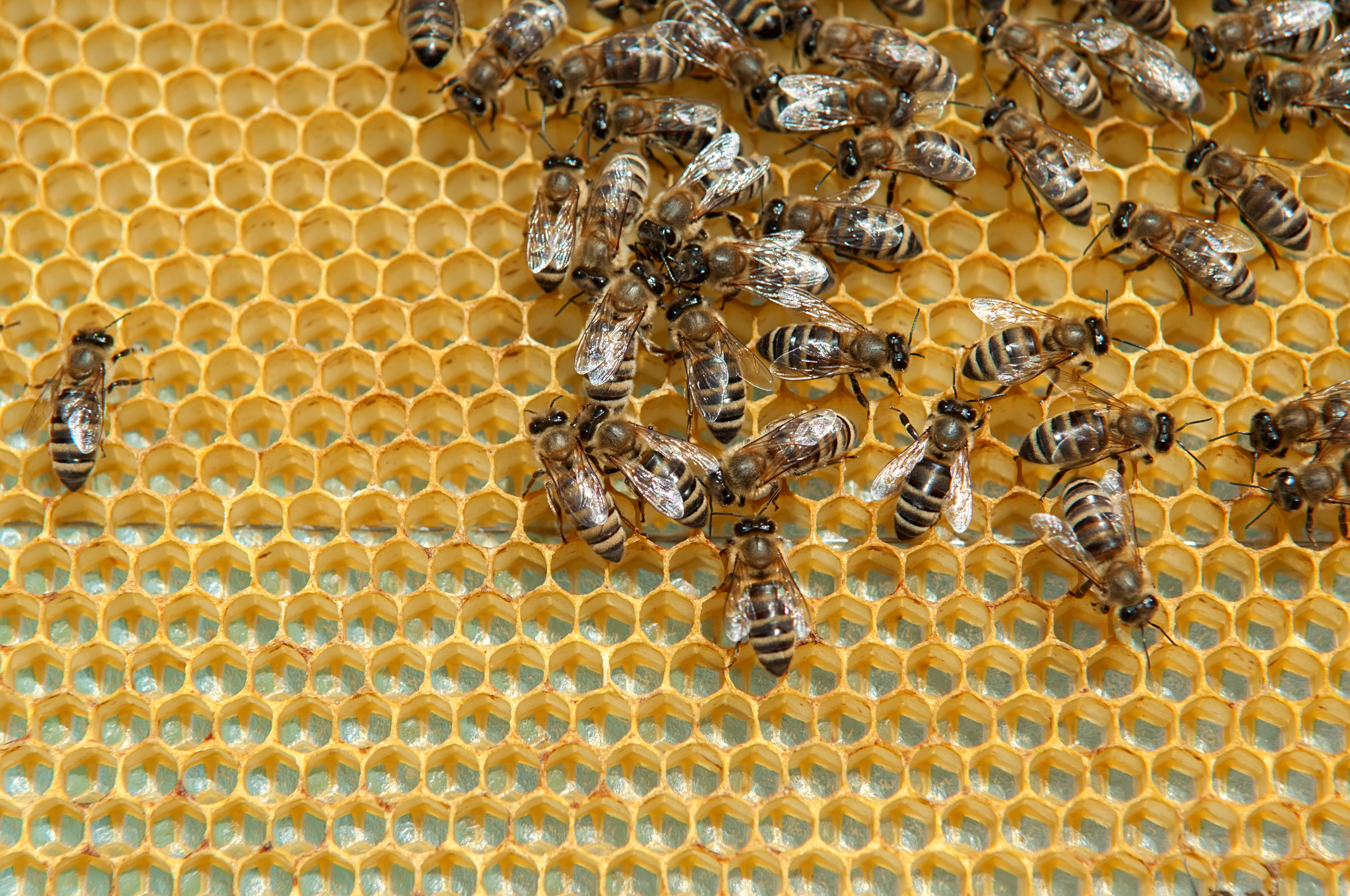 Flexible working - home working - worker bees