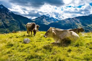 Farmers and food industry