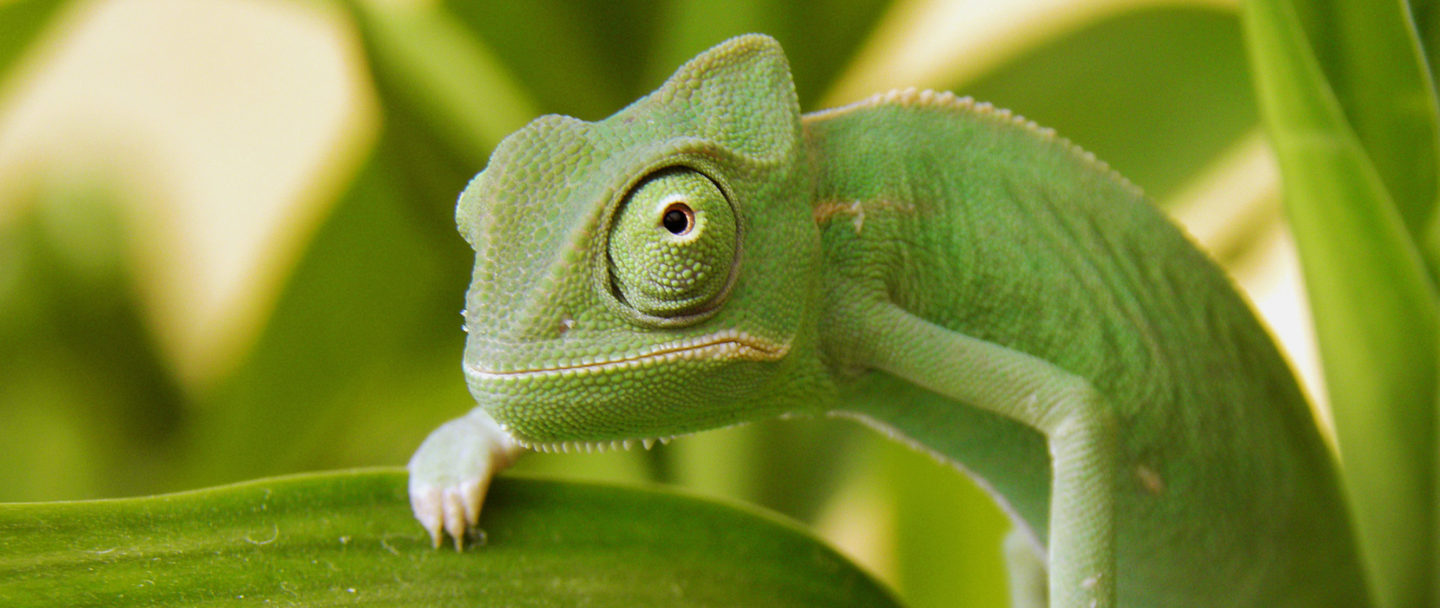 Diversity Chameleon