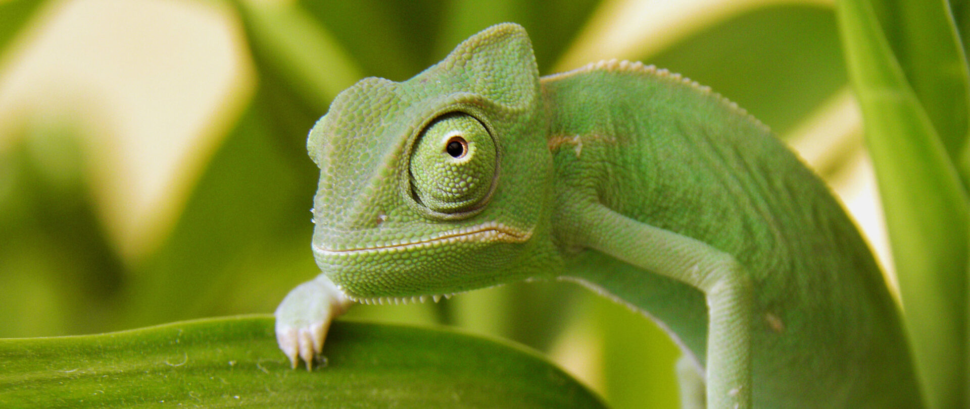 Diversity Chameleon