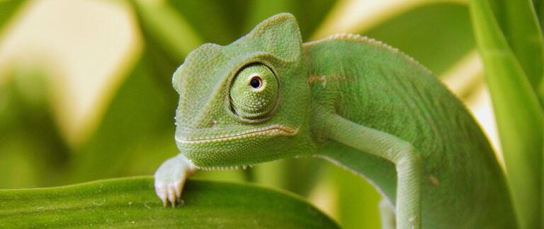 Diversity Chameleon
