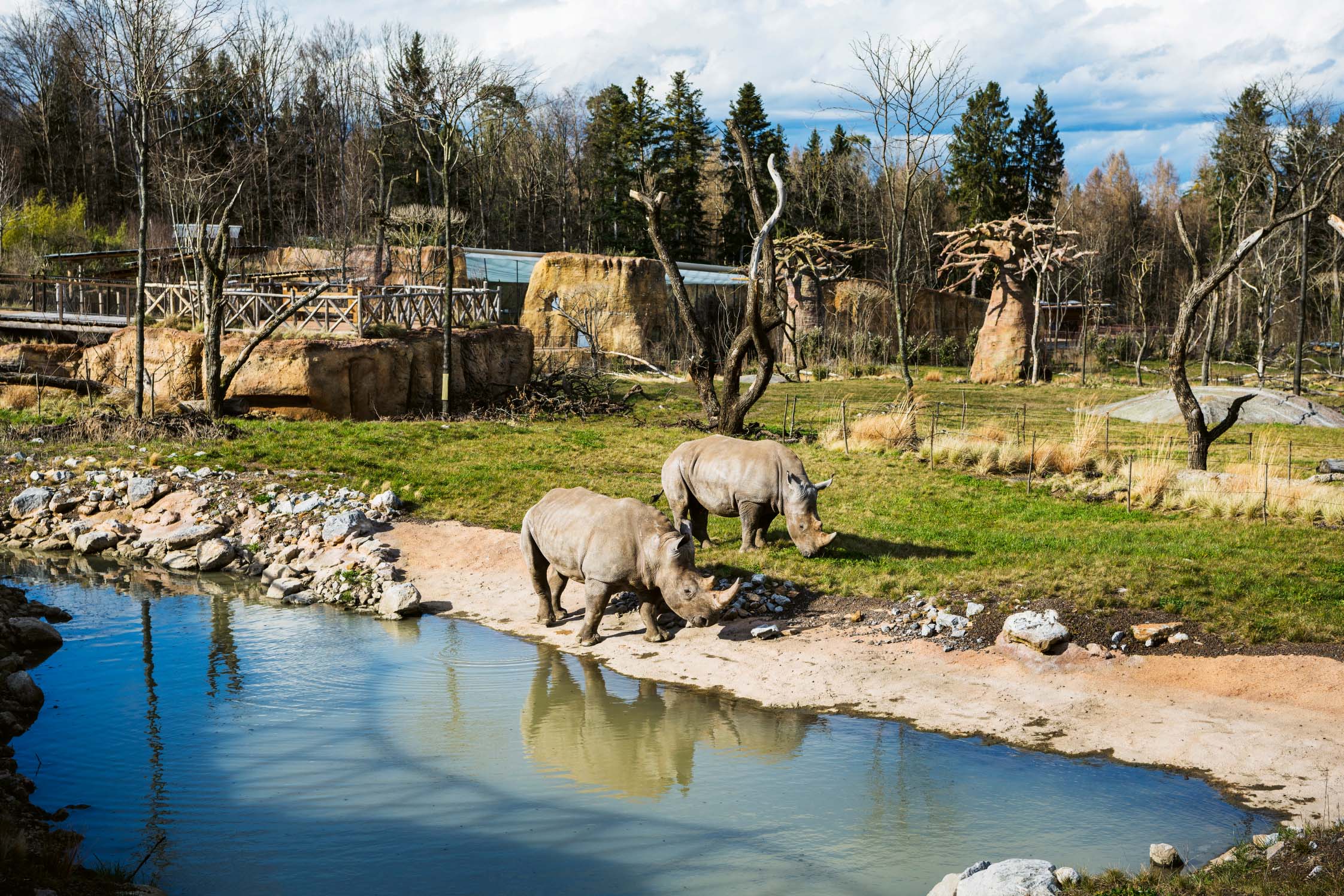 Rhinos roam safely in the zoo’s savanna area. Poaching and loss of habitat pose a serious threat to the animals in the wild