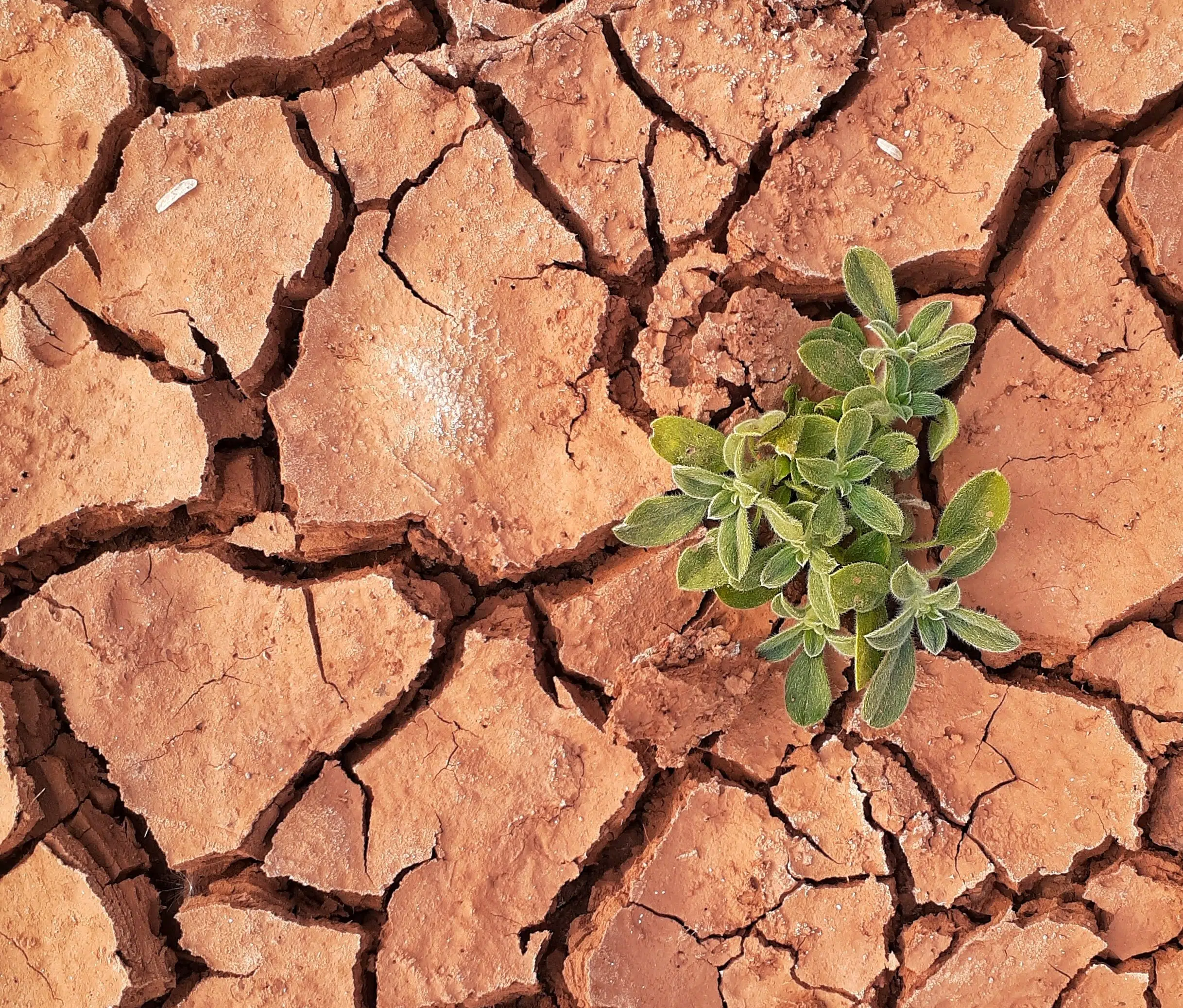 An aspiration for COP26: accelerating the transition to net zero