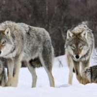 leadership, which wolf are you feeding
