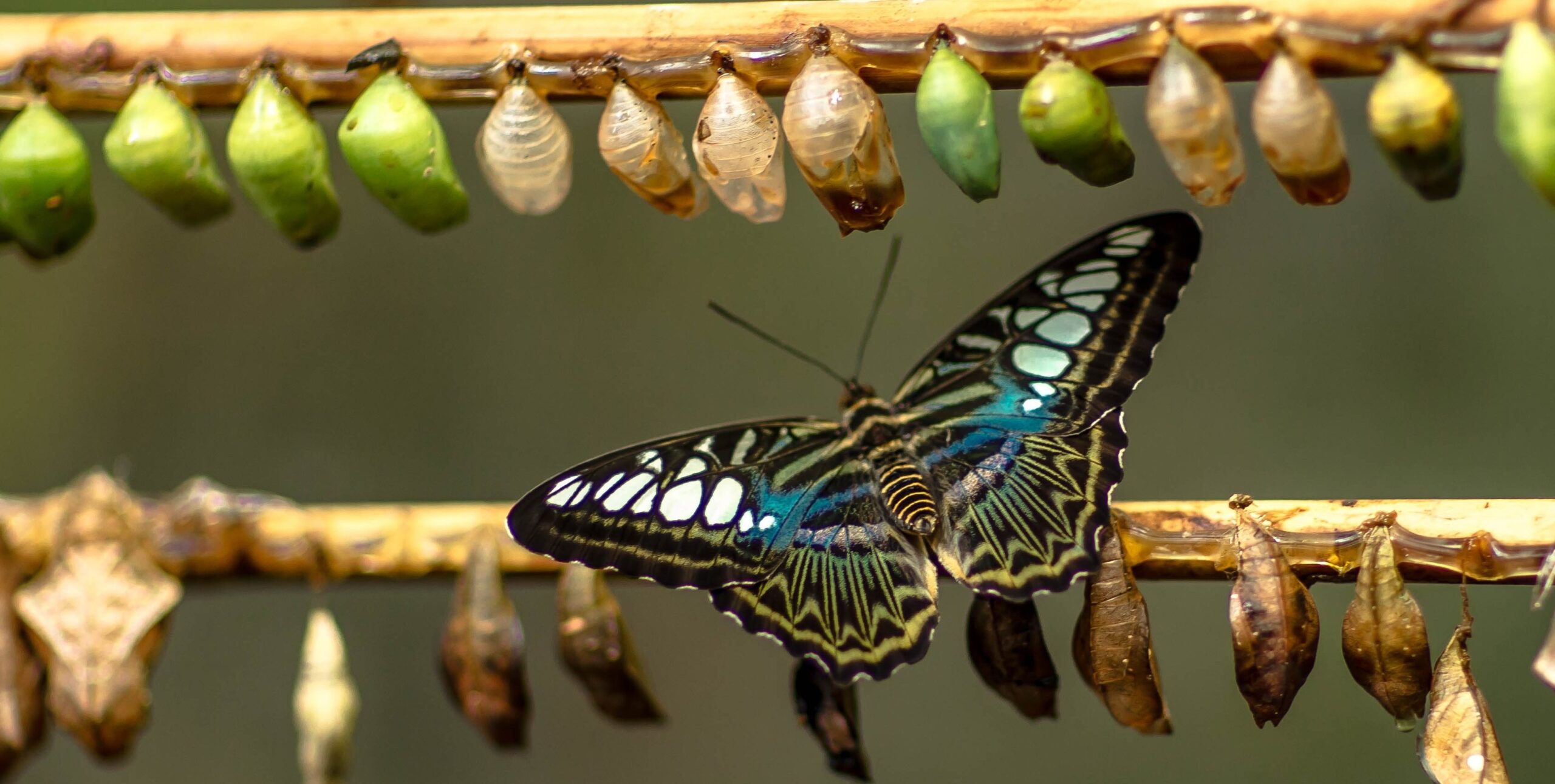 butterfly and pupae