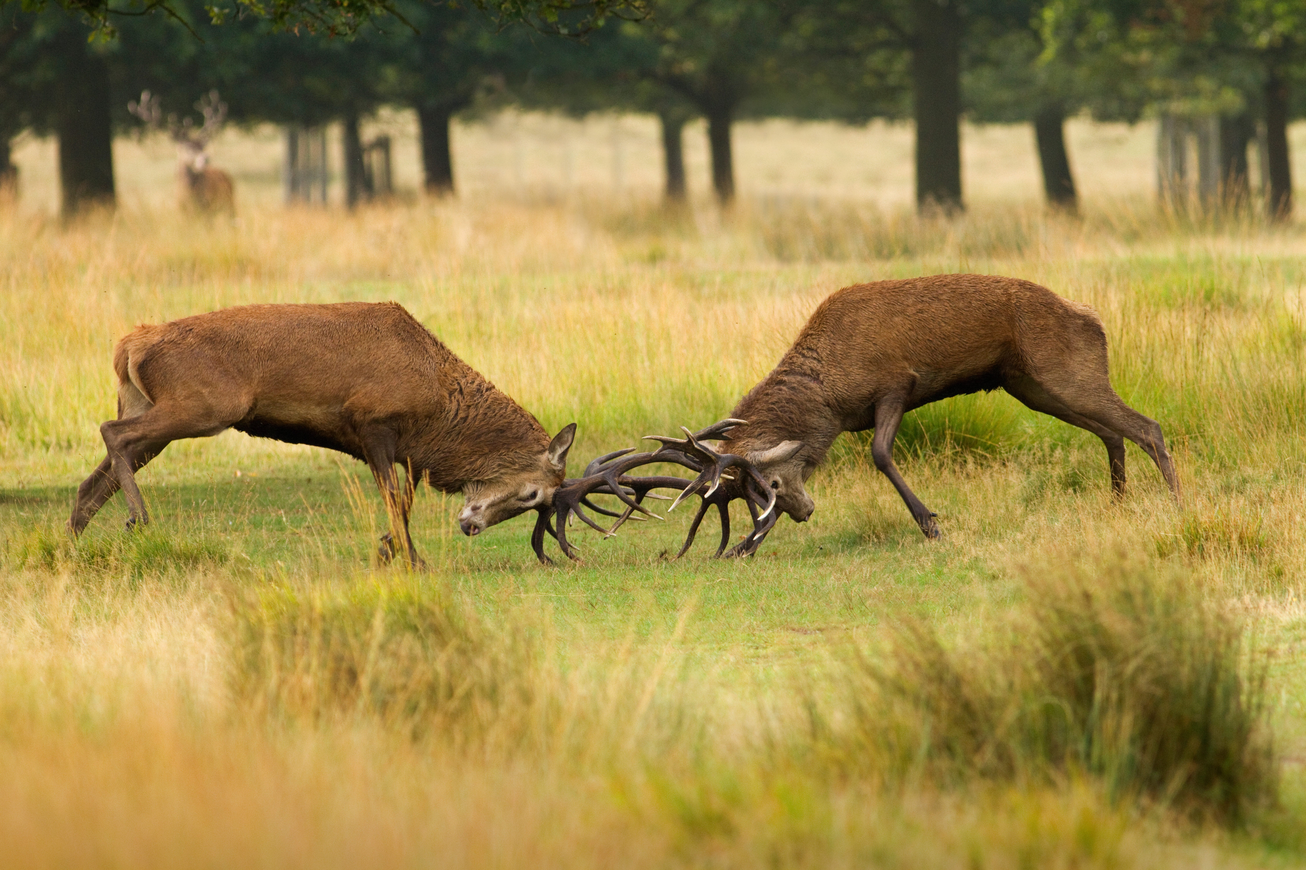 Two rutting red deer stags