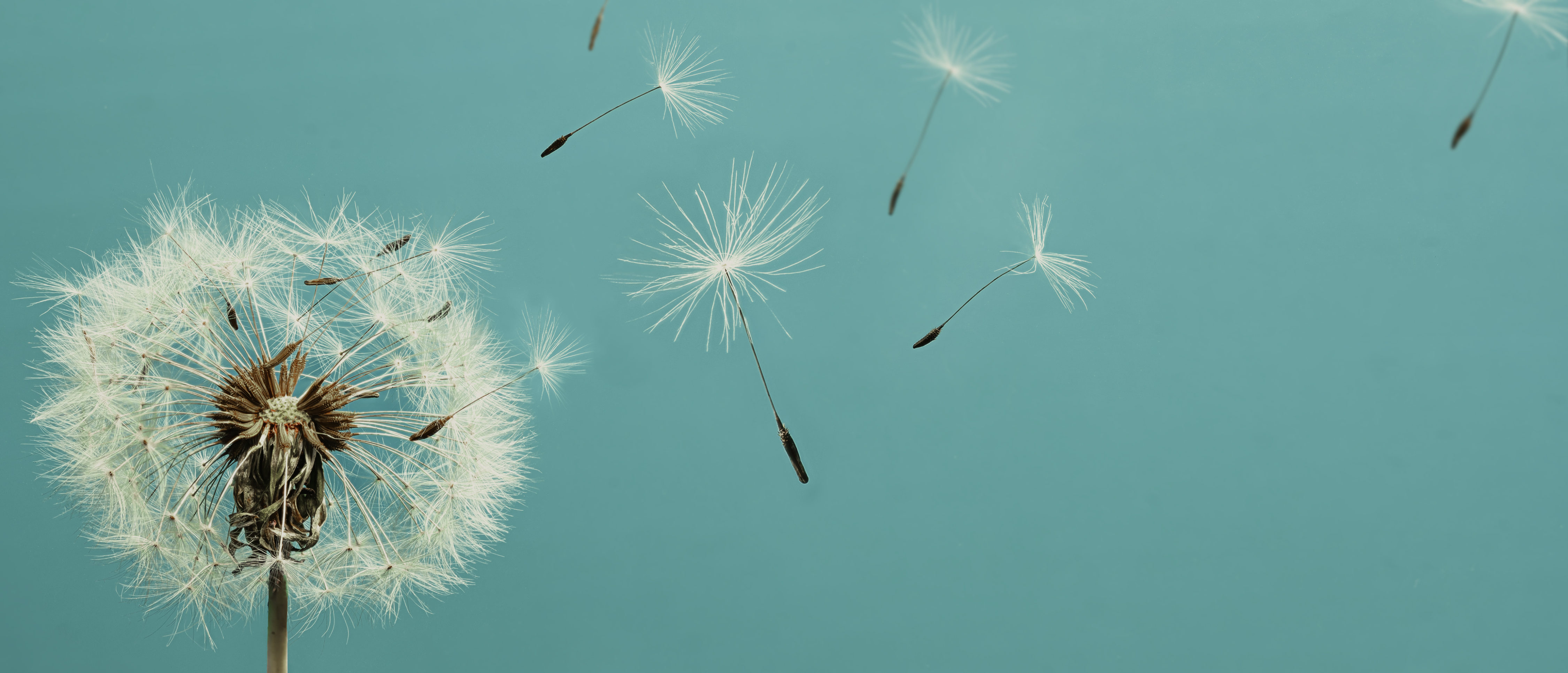White dandelion with seeds flying away Closeup pisenlis