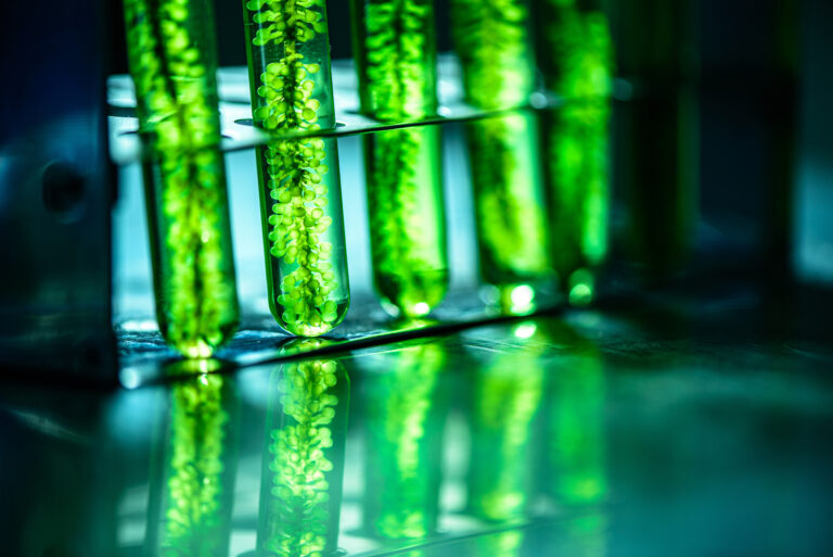 microalgae