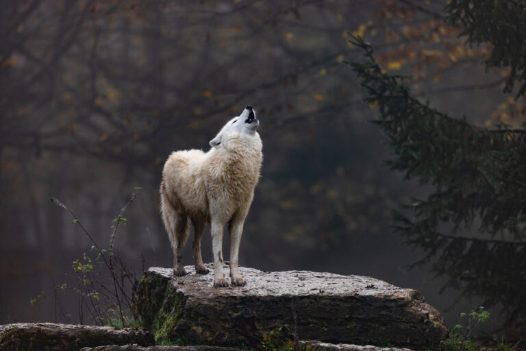 Lone woolve