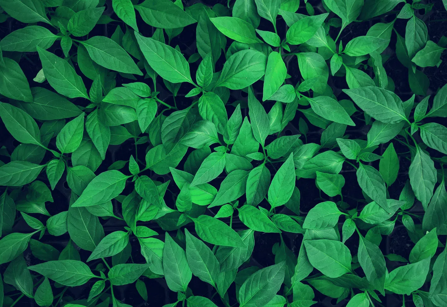 Do social and environmental issues affect the talent appeal in a country?