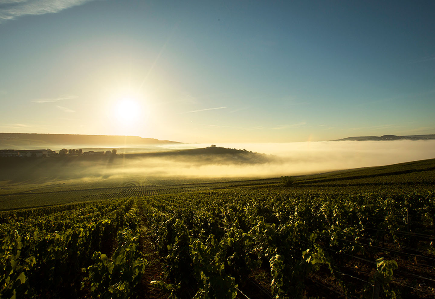 Dom Pérignon is the world's foremost Champagne house. - IMD Business School