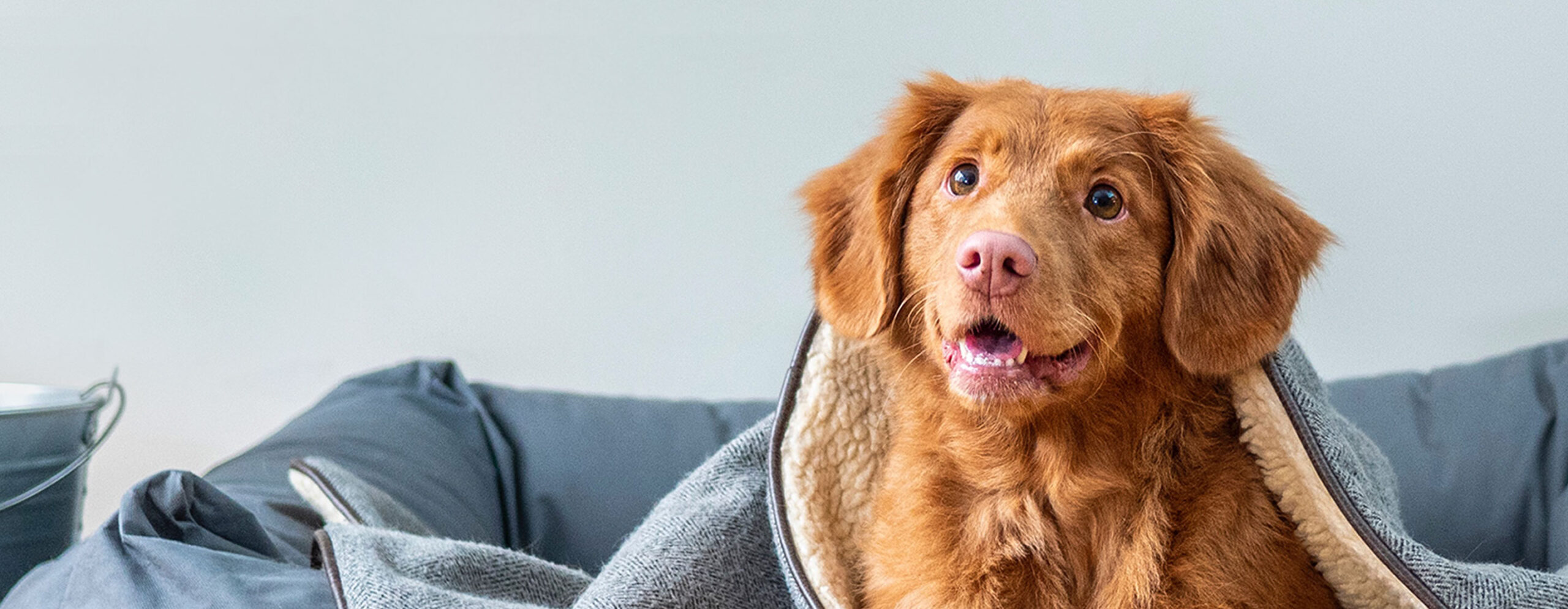 20230301-CustomPrograms-MarsPetcare-TopBanner-2880×1120-AJ - IMD Business School