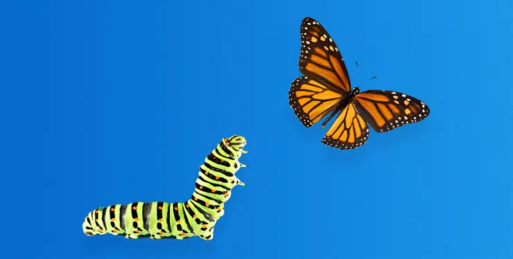 20230929-caterpillar&butterlfy-tablet&mobile-740×374 - IMD Business School